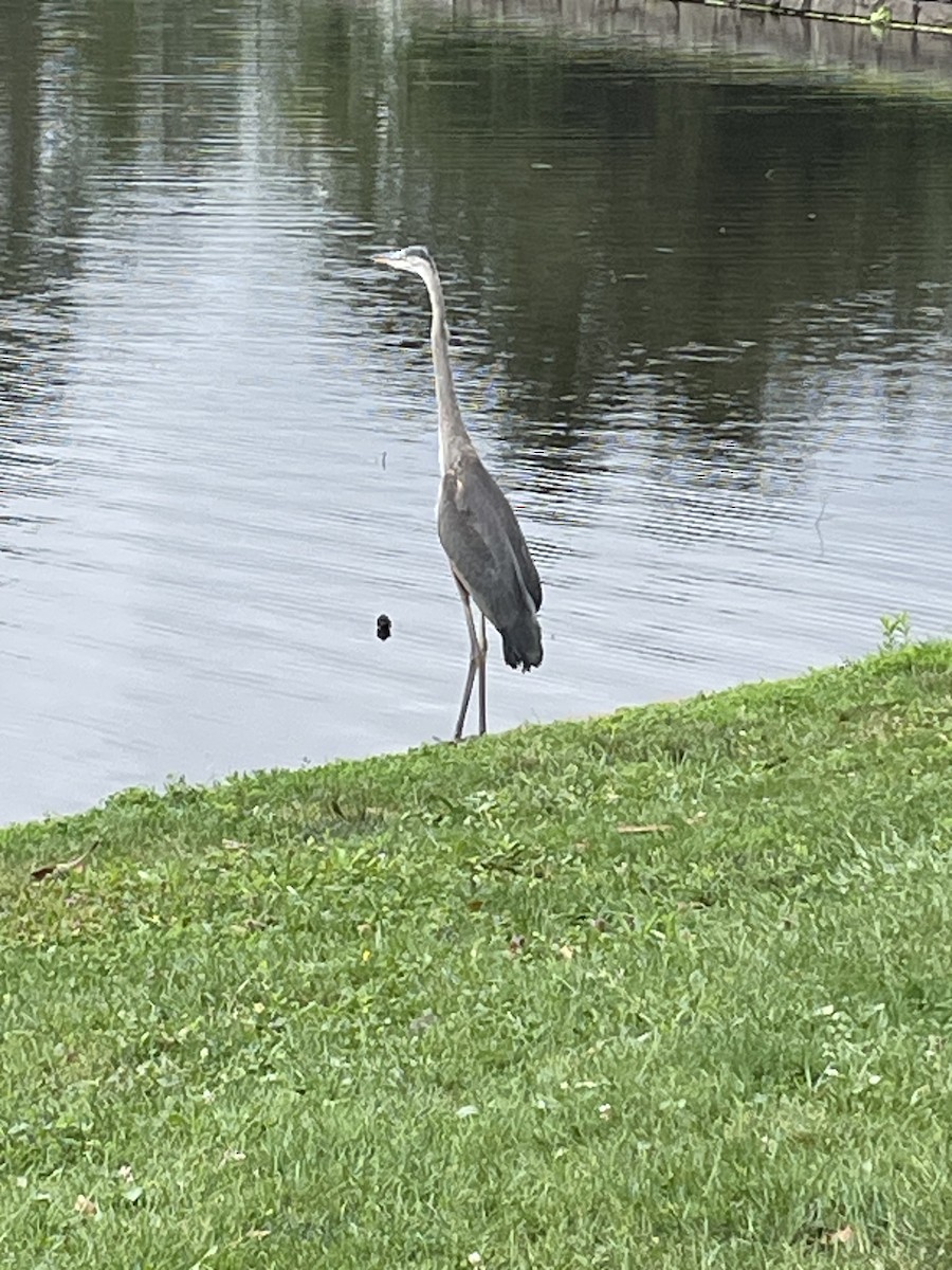 Great Blue Heron - ML638999448