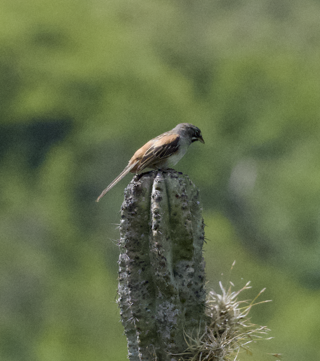 Bridled Sparrow - ML638999475