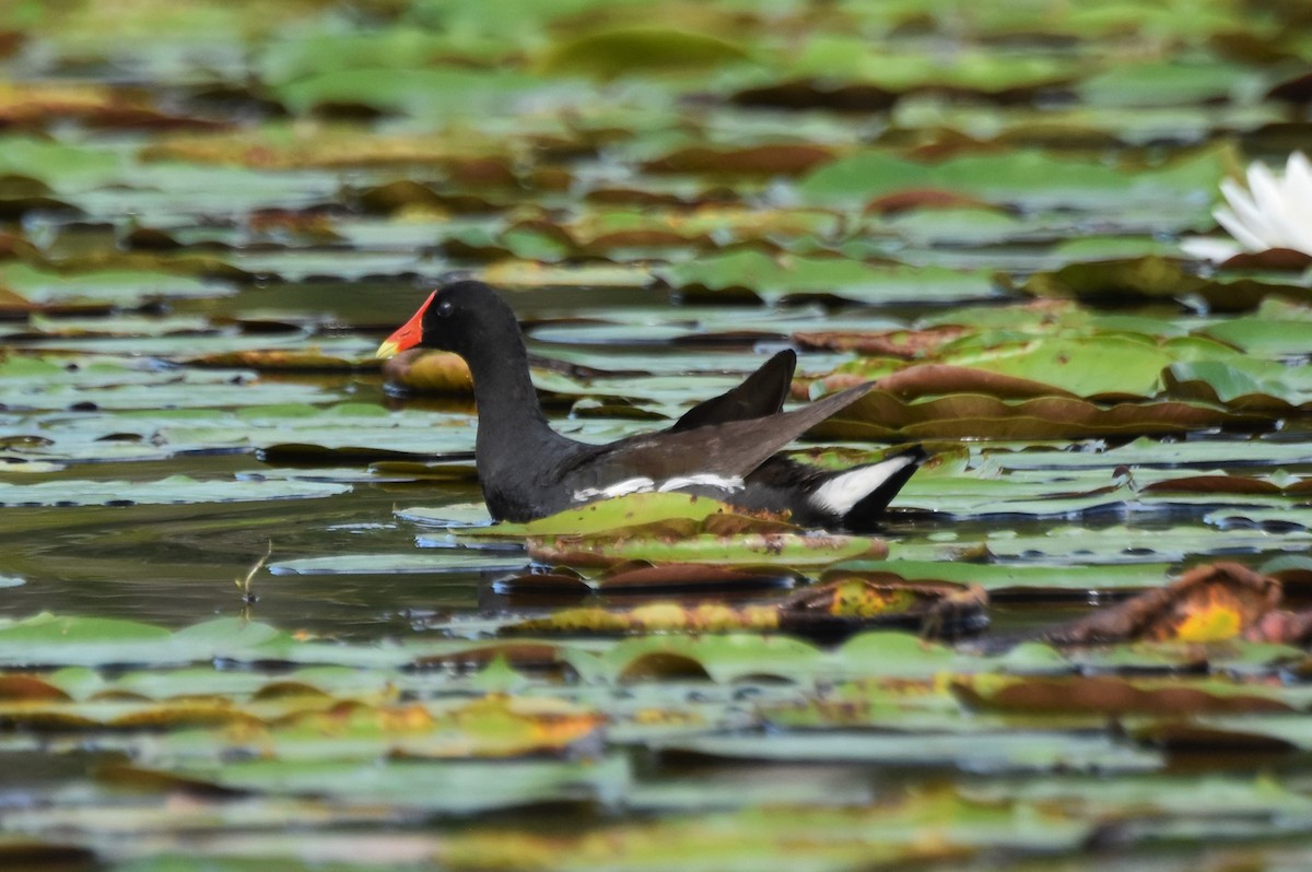 Common Gallinule - ML638999484