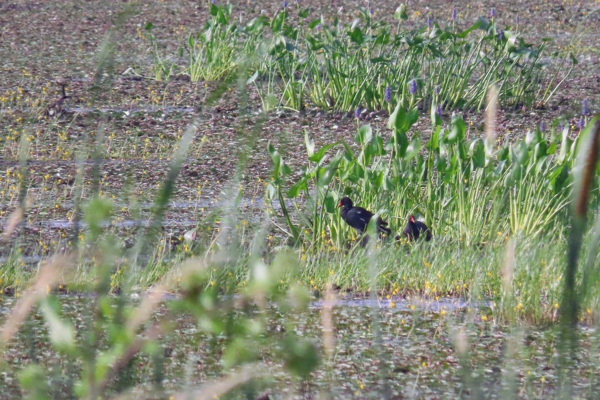 Common Gallinule - ML638999512