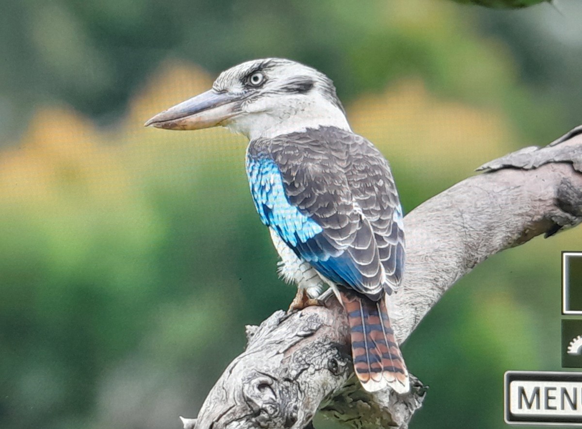 Blue-winged Kookaburra - ML638999601