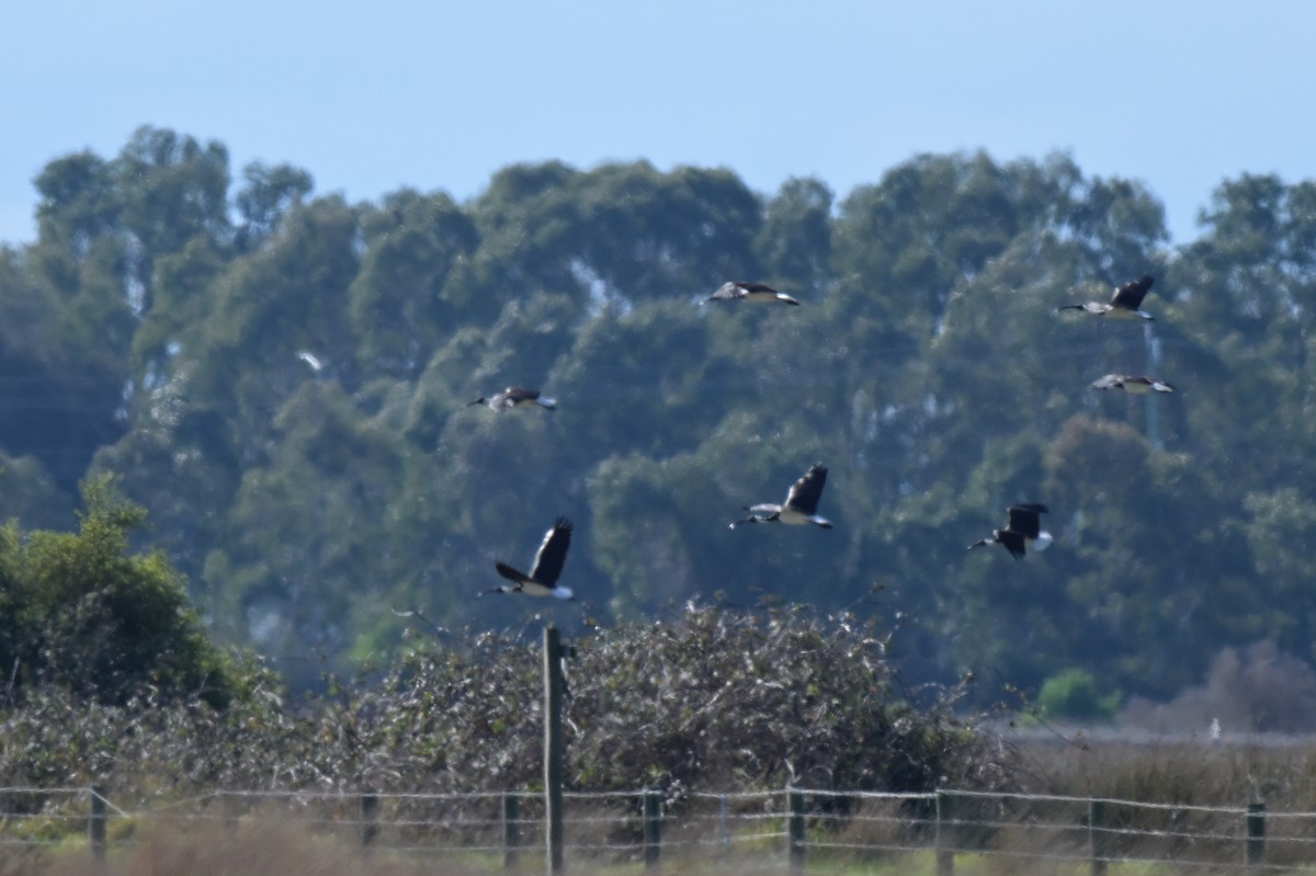 Ibis d'Australie - ML638999602