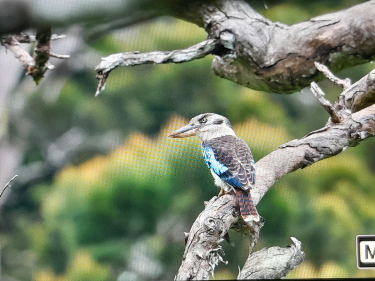 Blue-winged Kookaburra - ML638999610