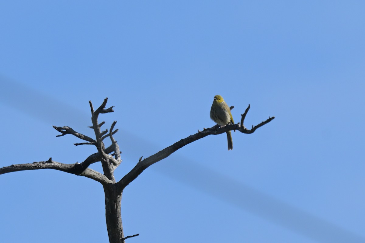 White-plumed Honeyeater - ML638999611