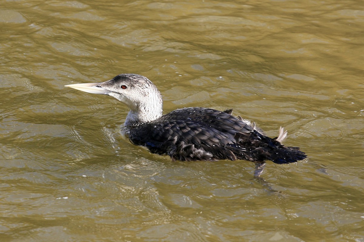 Yellow-billed Loon - ML638999621