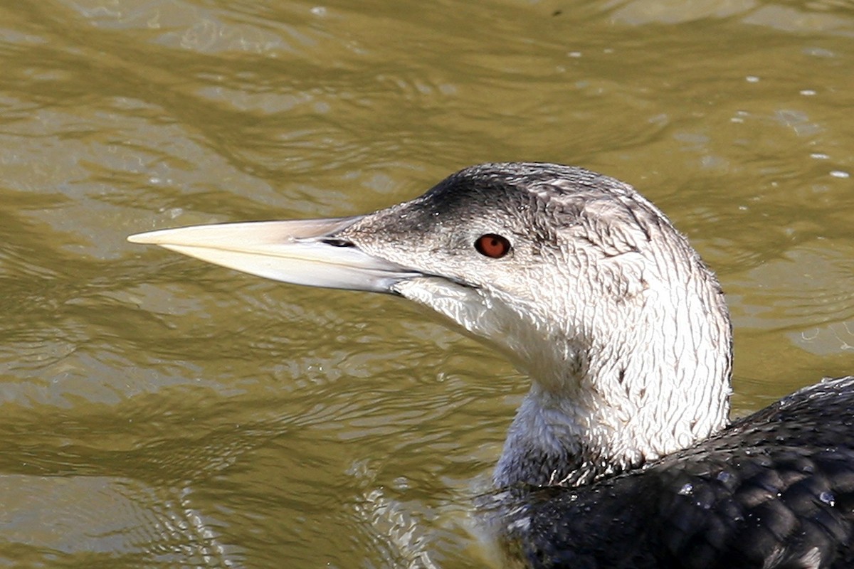 Yellow-billed Loon - ML638999622