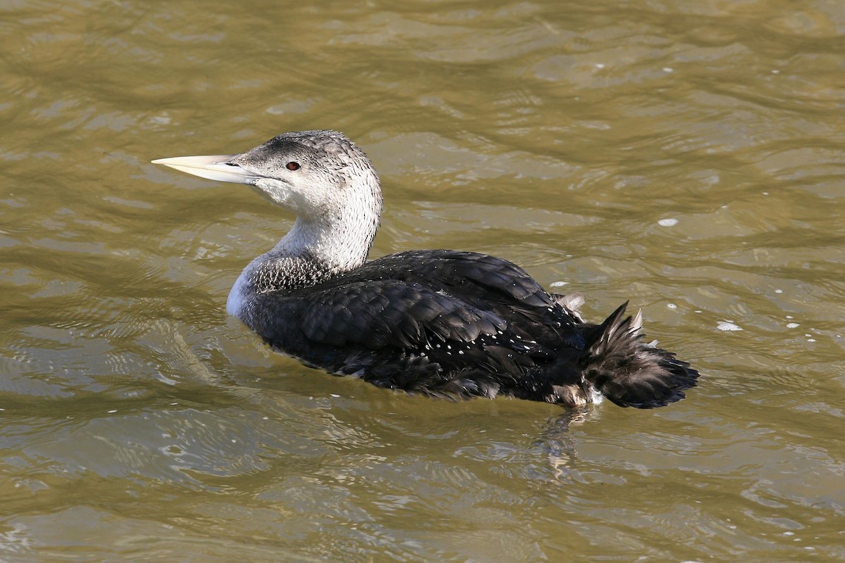 Yellow-billed Loon - ML638999623