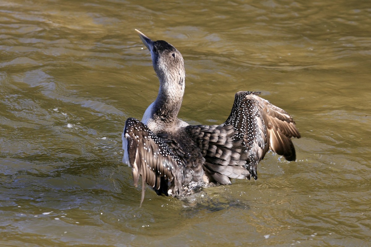 Yellow-billed Loon - ML638999624