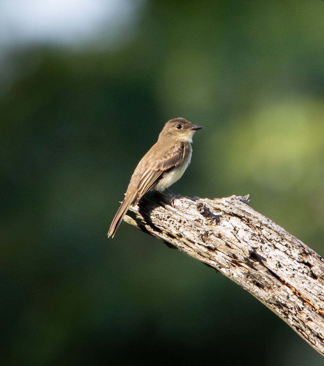 Eastern Phoebe - ML638999662