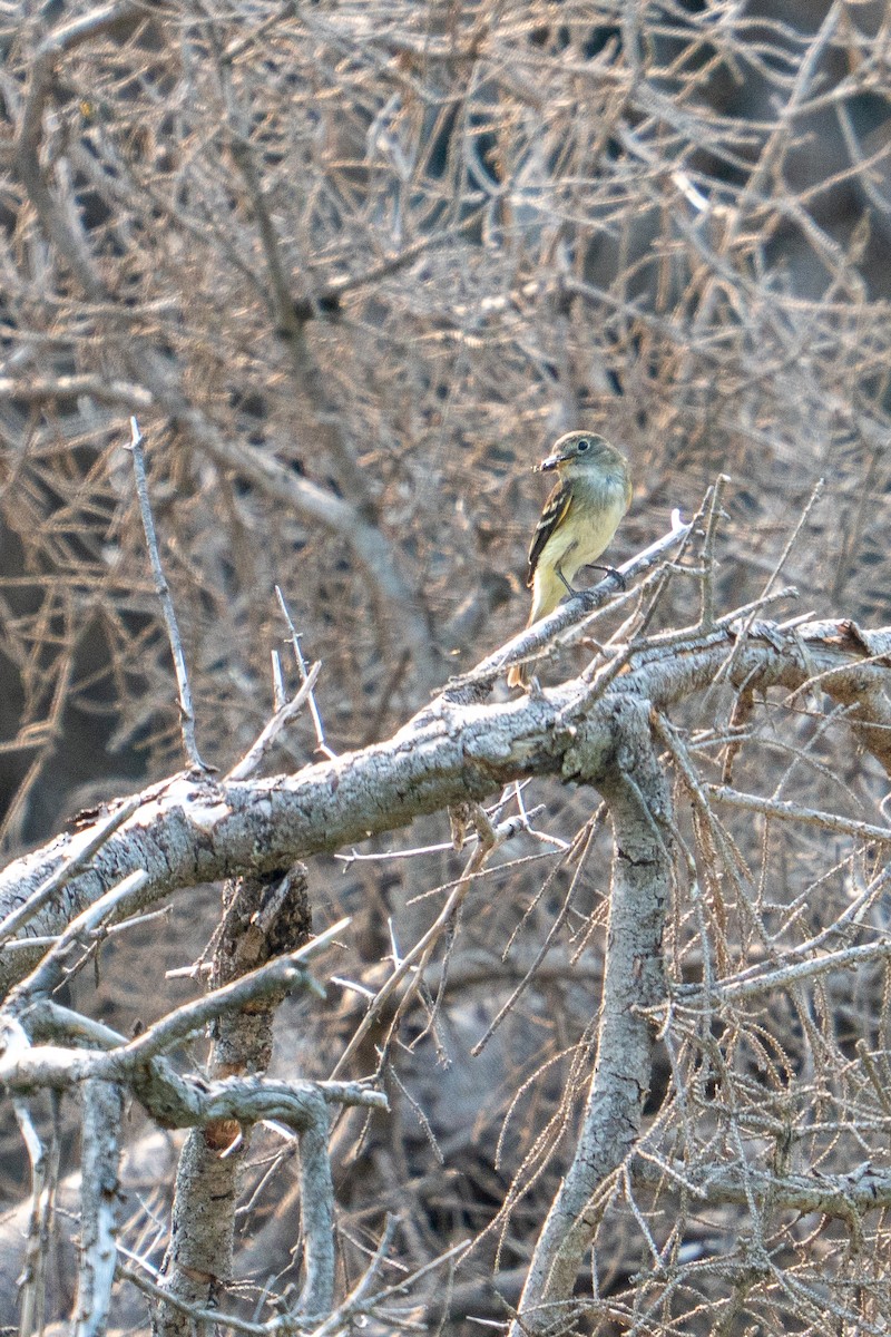 Alder Flycatcher - ML638999670