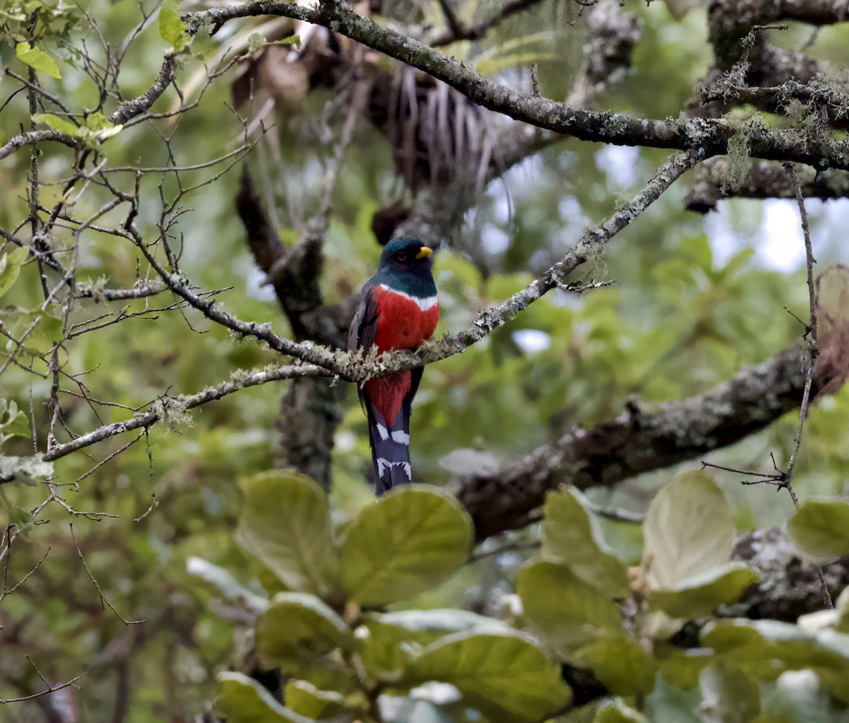 Mountain Trogon - ML638999671