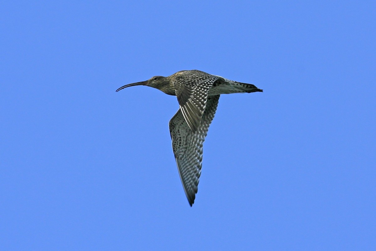 Eurasian Curlew - ML638999694