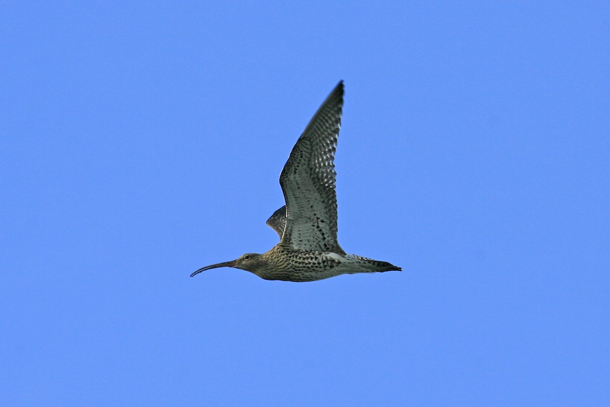 Eurasian Curlew - ML638999695