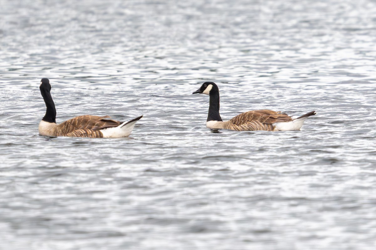 Canada Goose (canadensis Group) - ML638999699