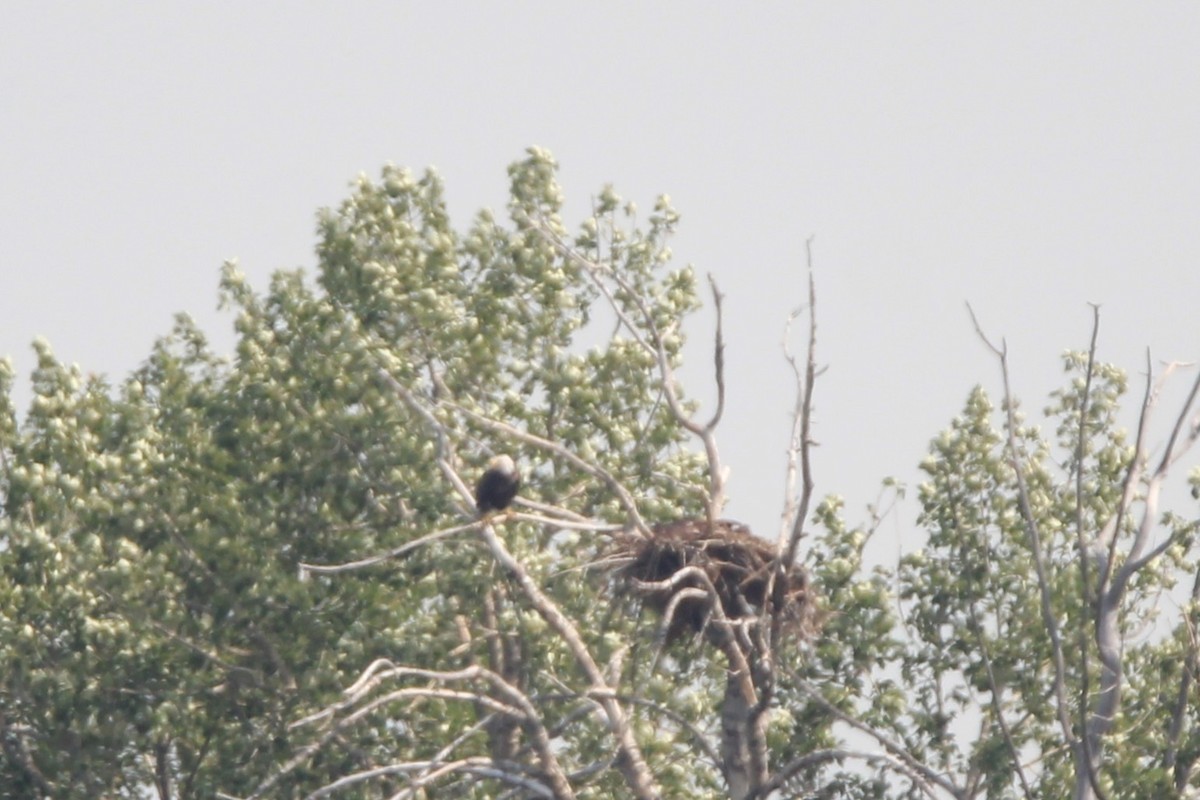 Bald Eagle - ML638999701