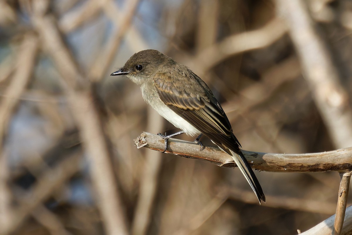 Eastern Phoebe - ML638999702