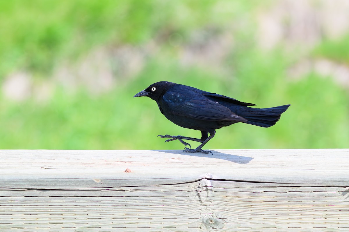 Brewer's Blackbird - ML638999707
