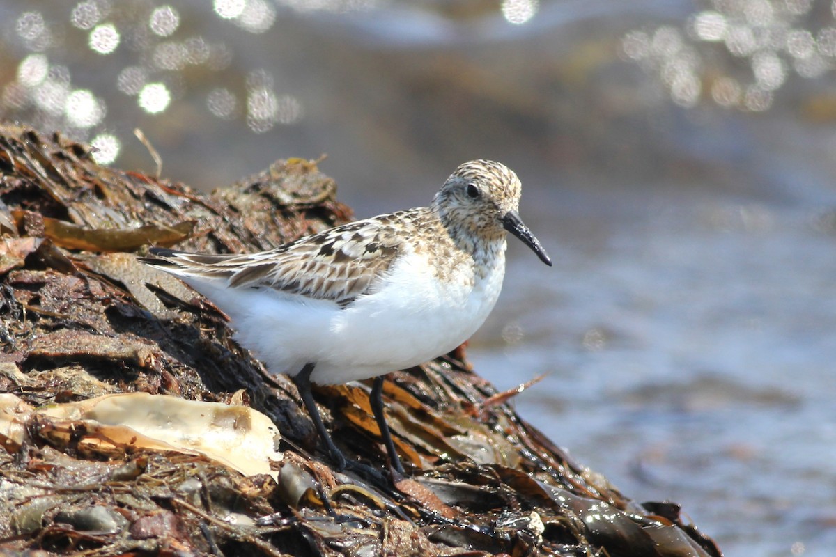 Sanderling - ML638999711