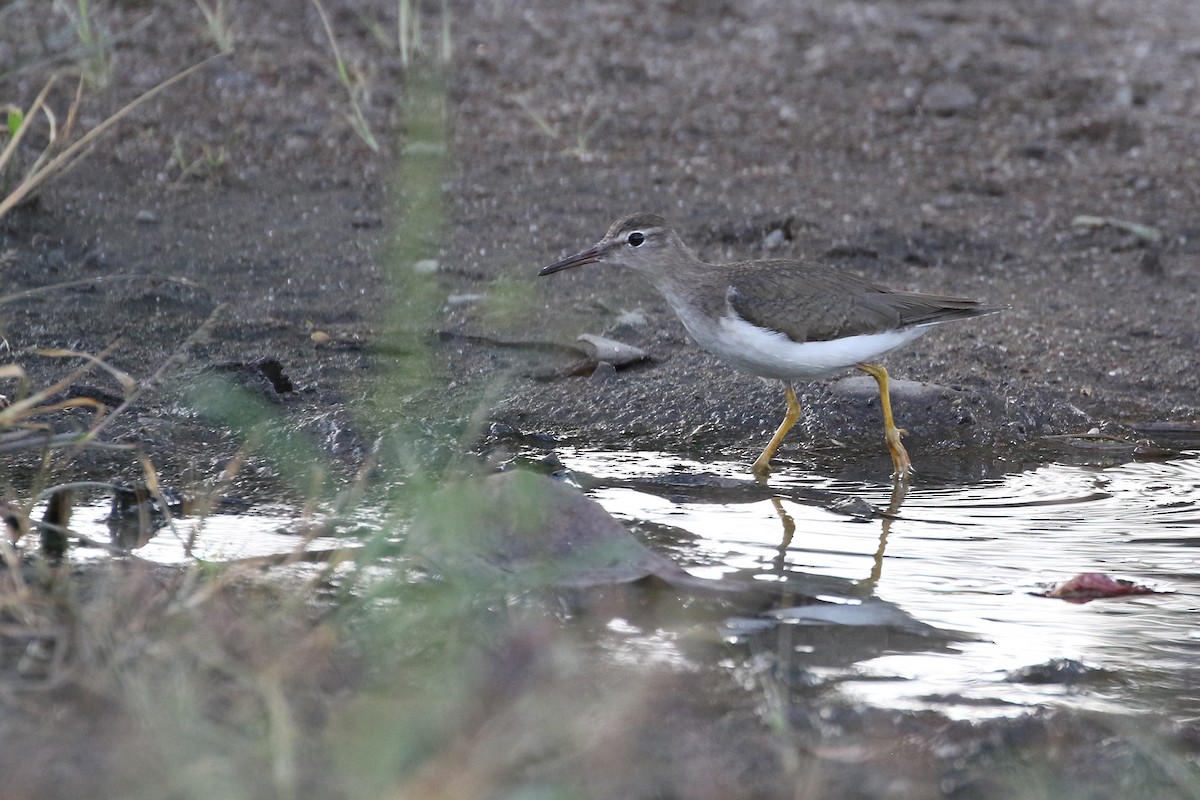 Spotted Sandpiper - ML638999715