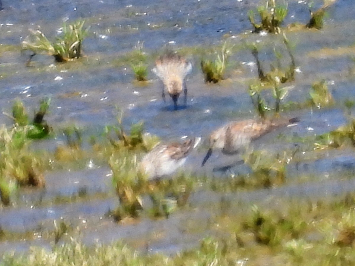Bergstrandläufer - ML638999720