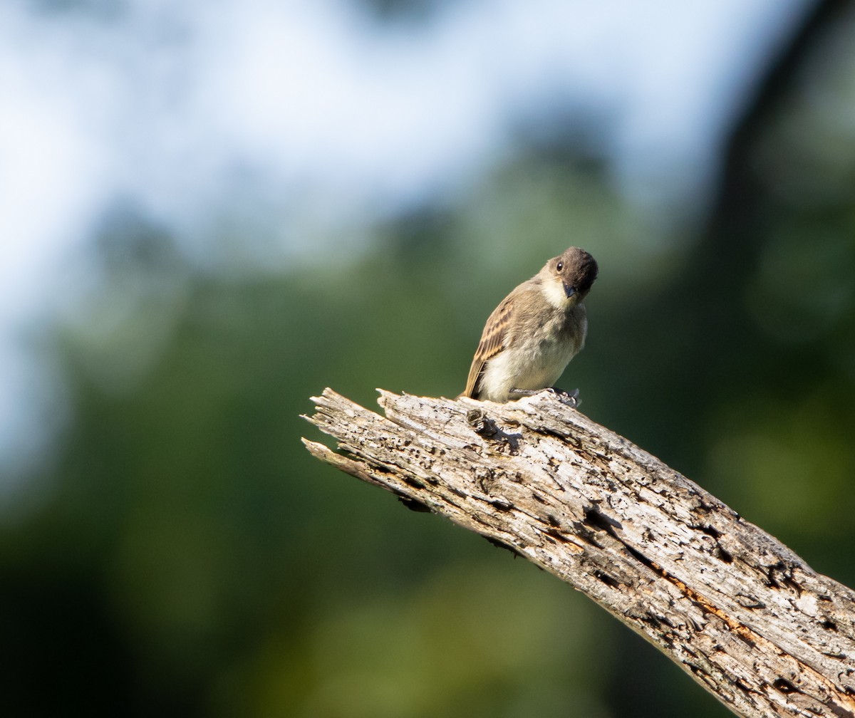 Eastern Phoebe - ML638999722