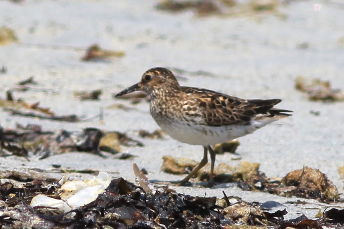 Least Sandpiper - ML638999724