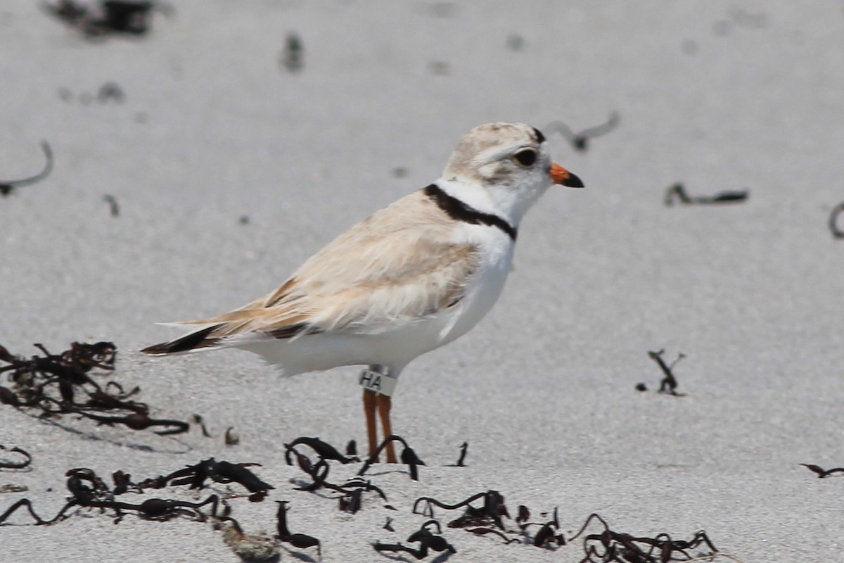 Piping Plover - ML638999742