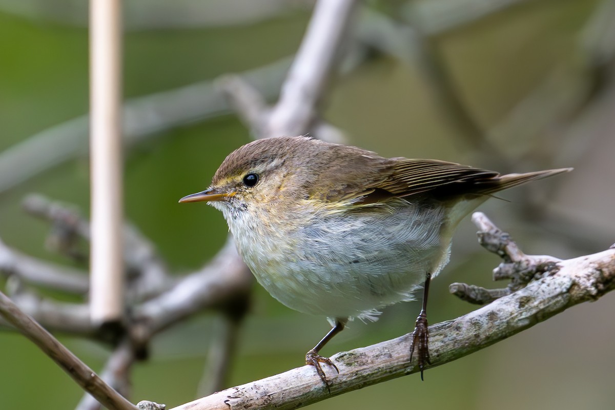 Willow Warbler - ML638999761