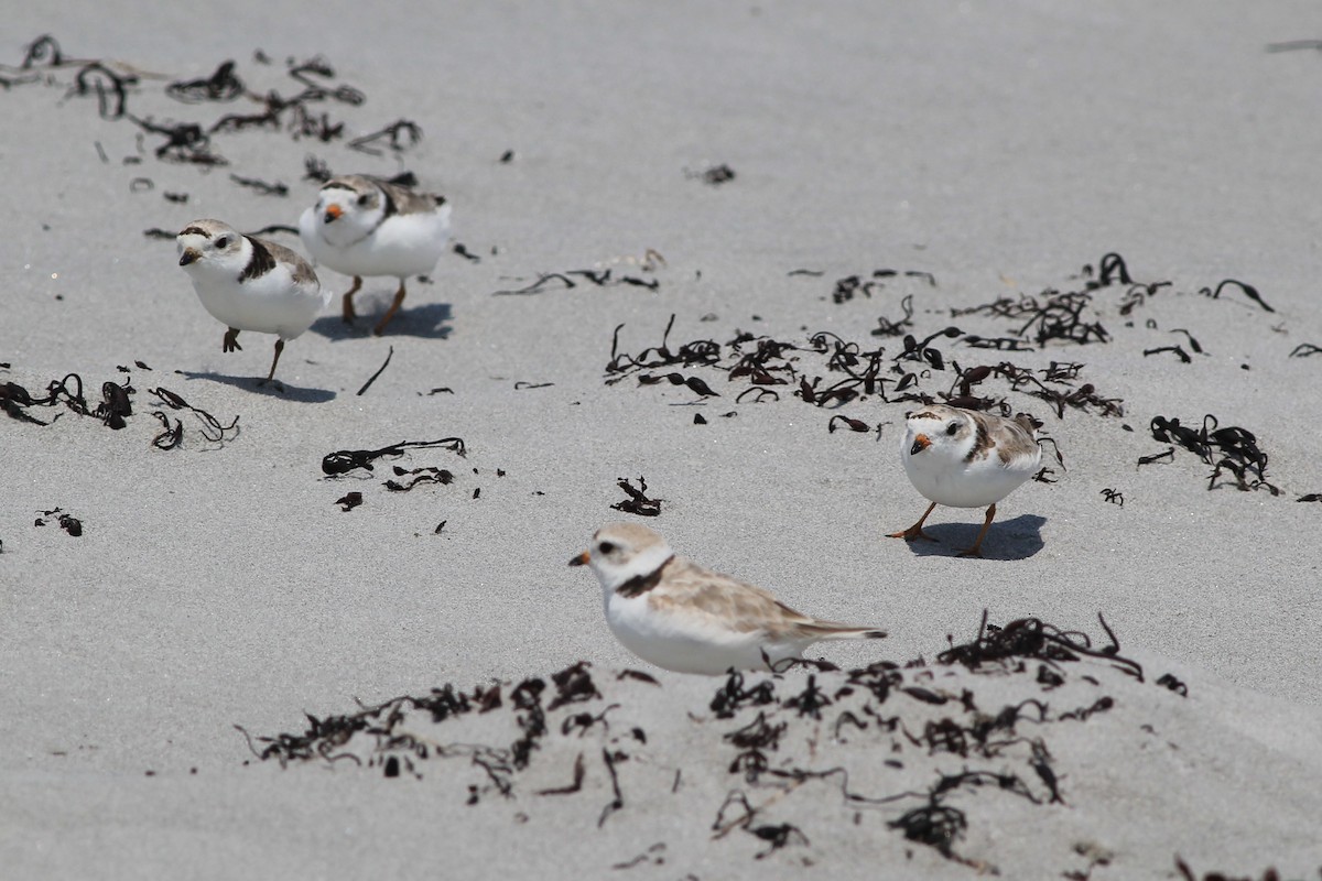 Piping Plover - ML638999765