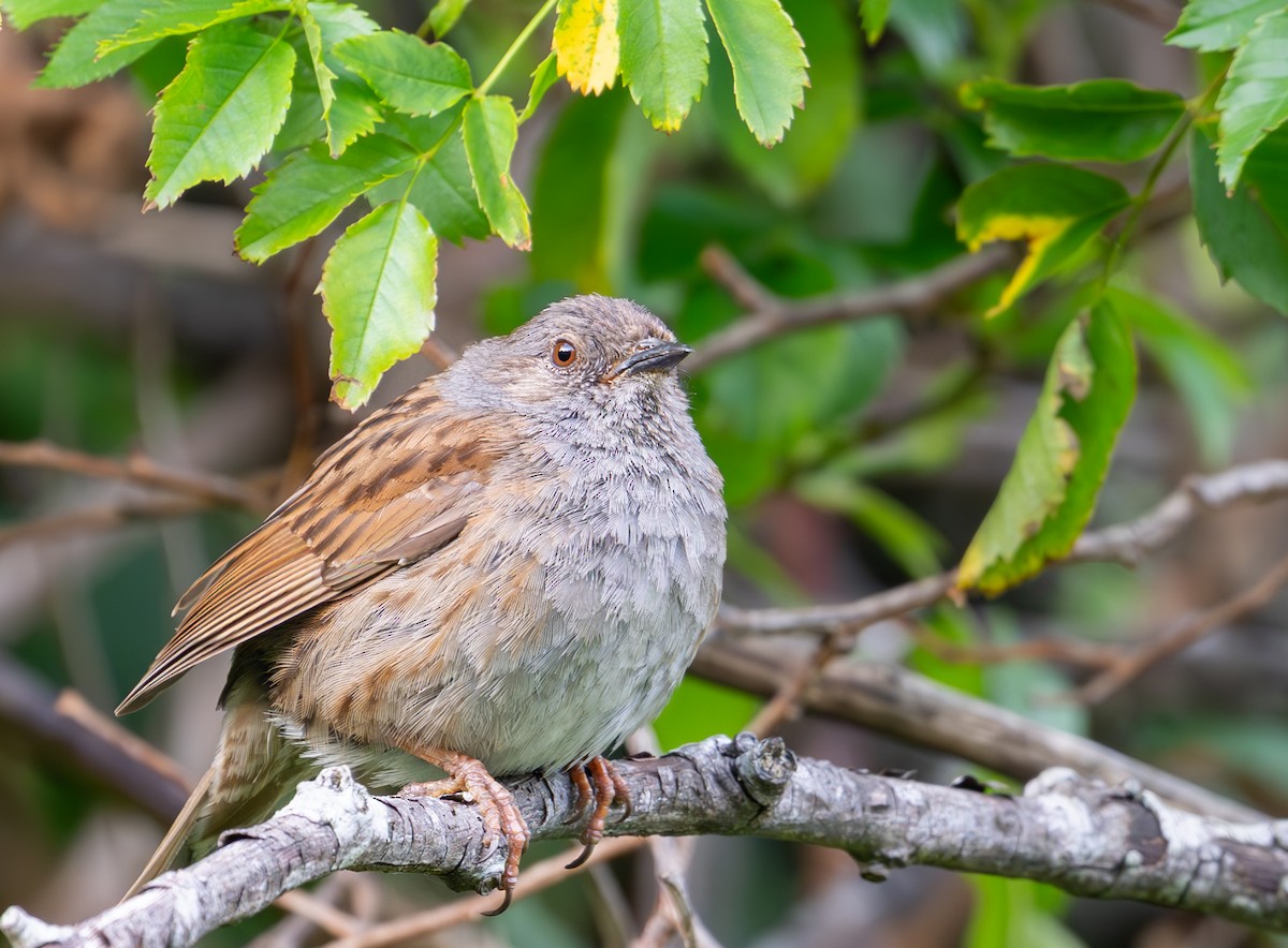 Dunnock - ML638999797