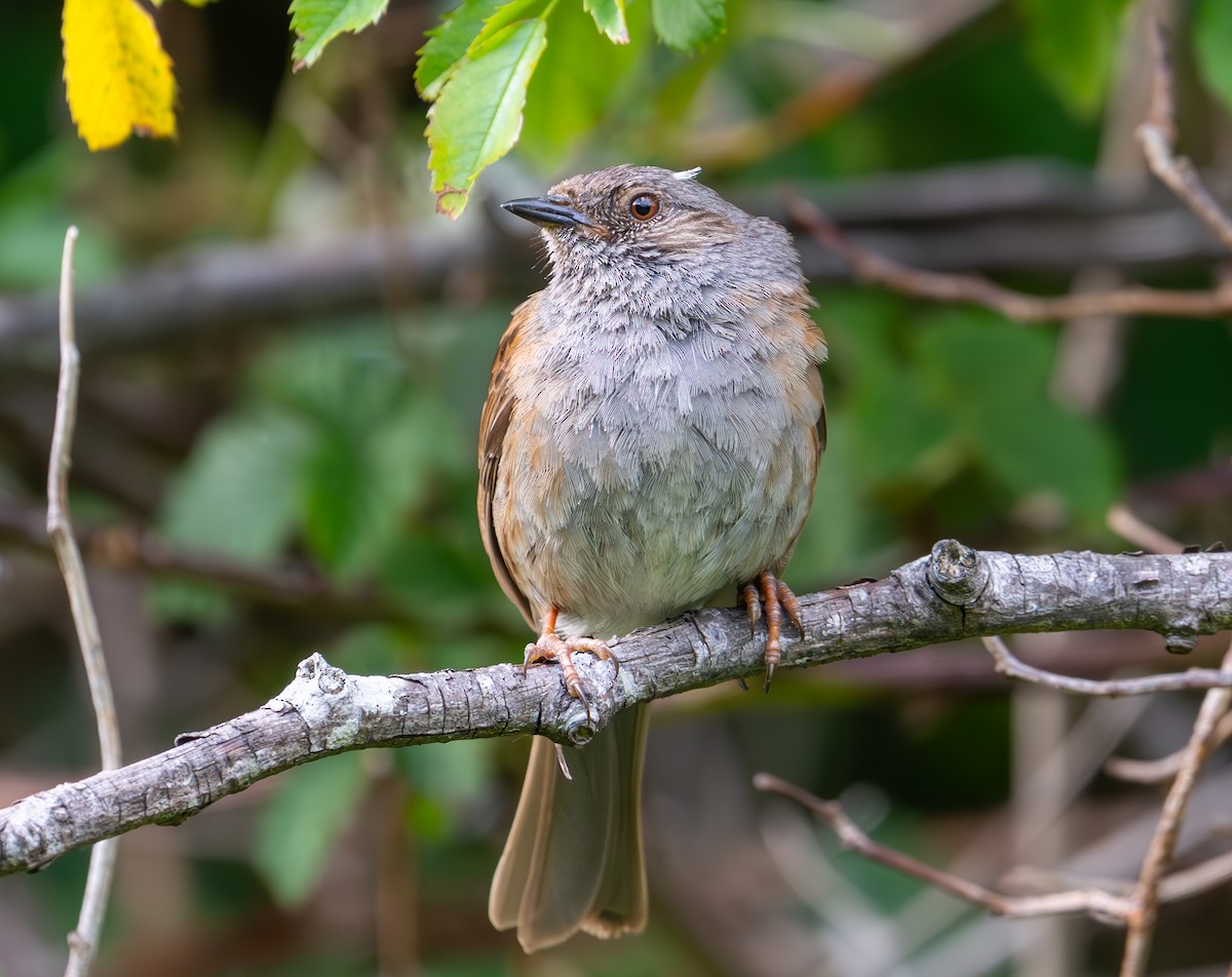 Dunnock - ML638999799
