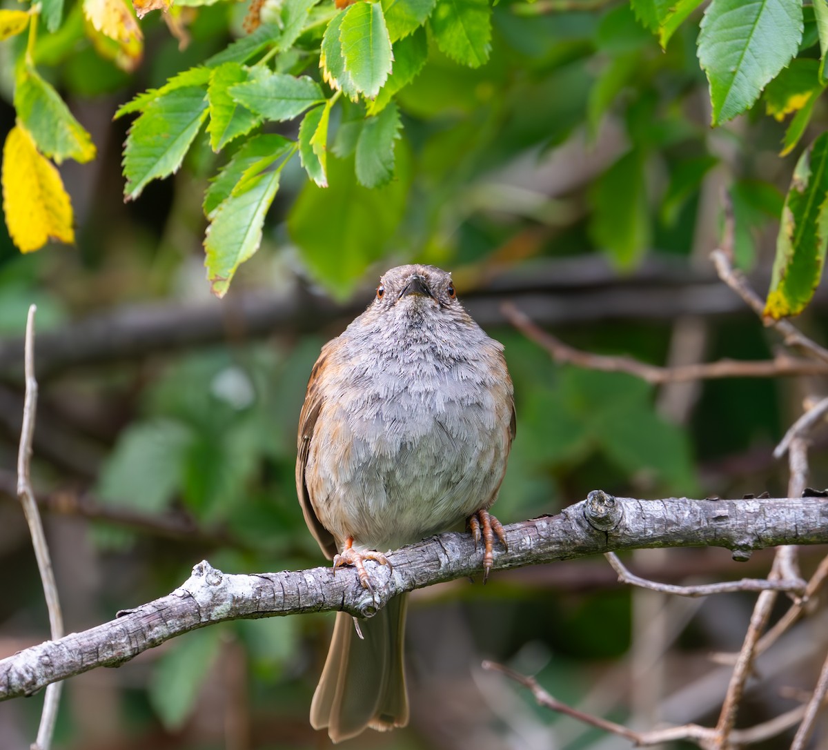 Dunnock - ML638999800