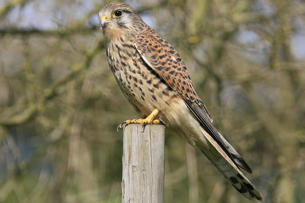Eurasian Kestrel - ML638999812