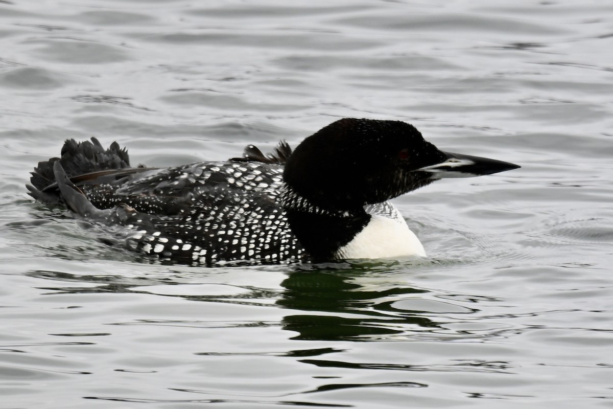 Common Loon - ML638999816
