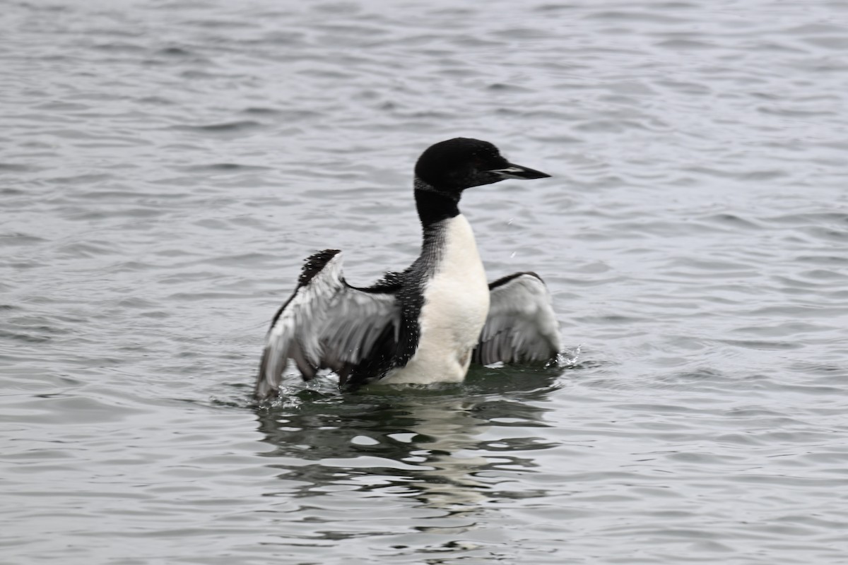 Common Loon - ML638999820