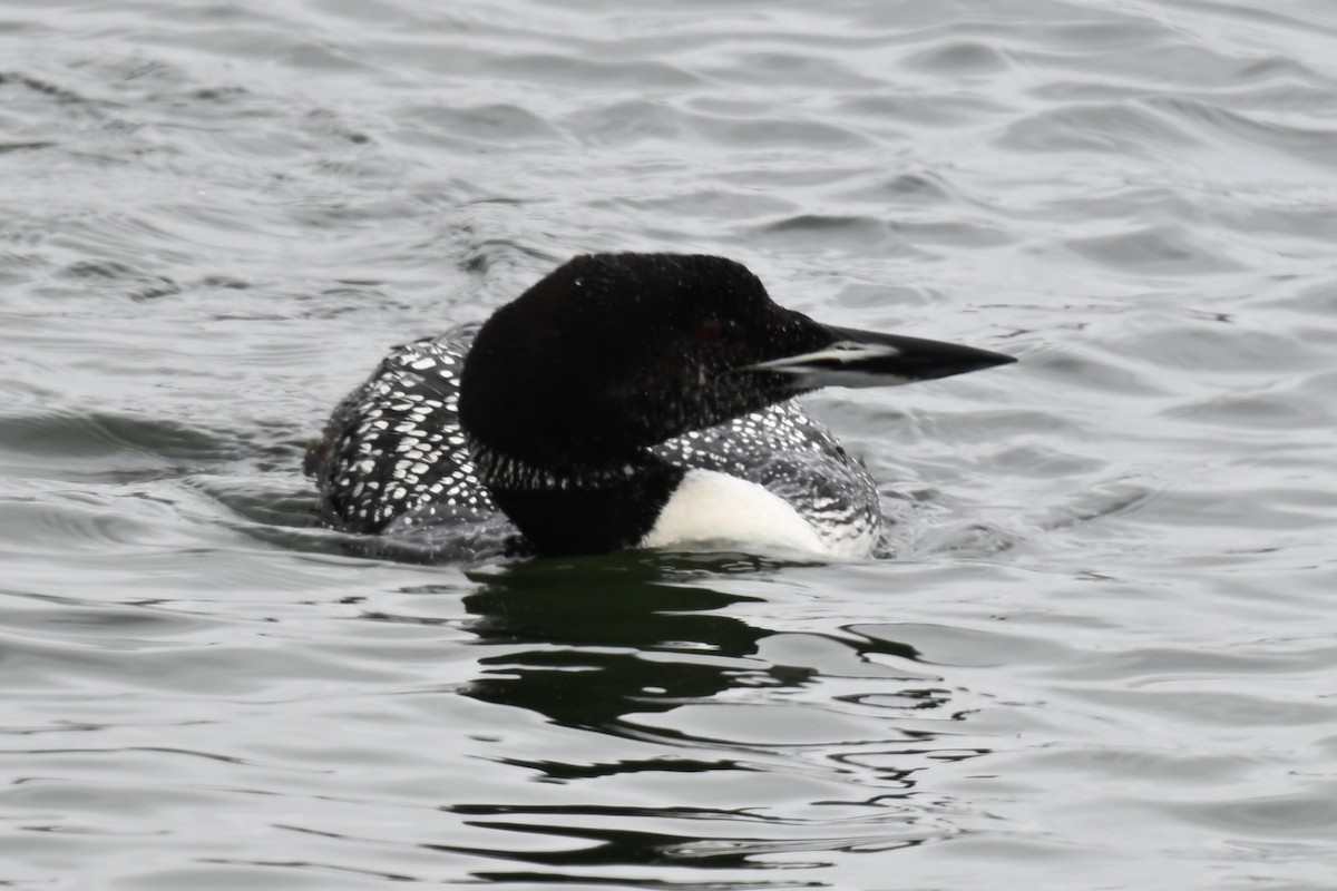 Common Loon - ML638999822