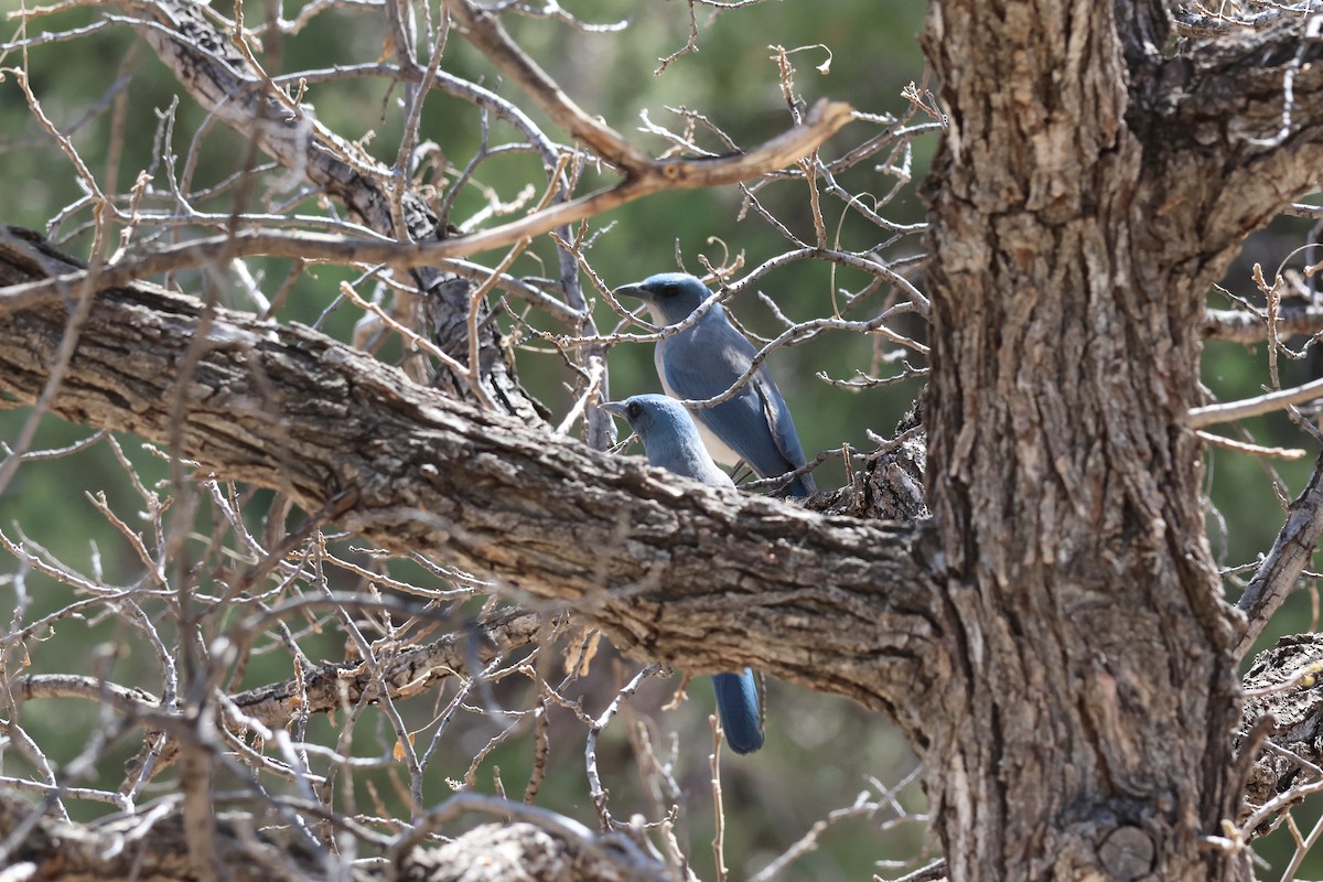Mexican Jay - ML638999834