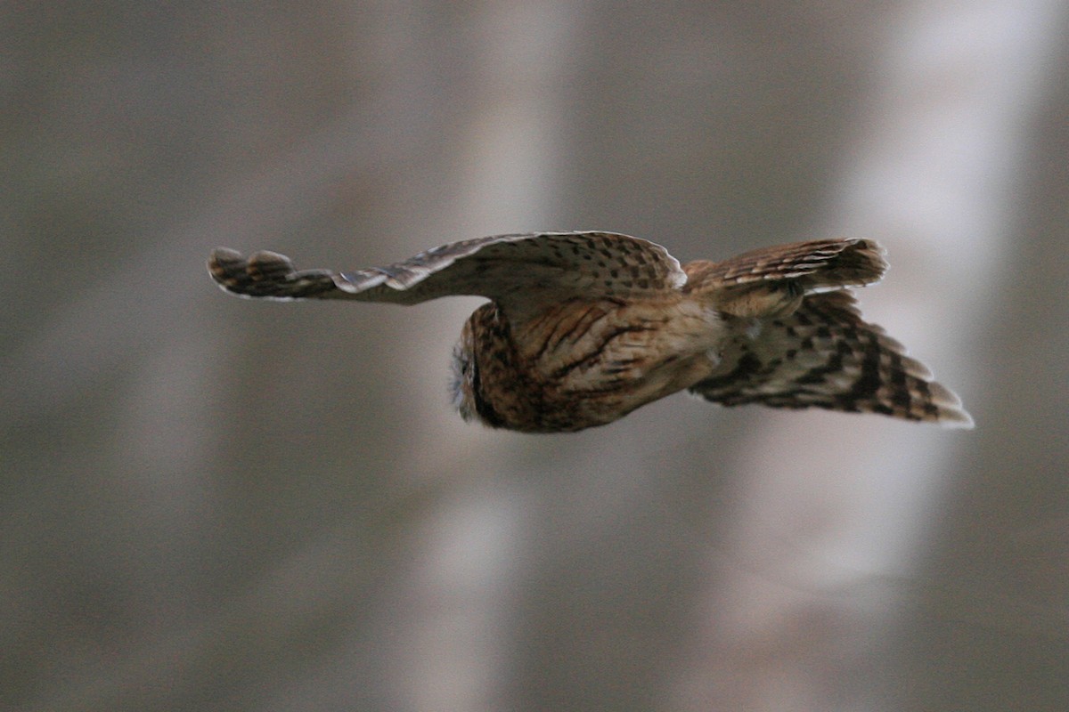 Tawny Owl - ML638999878