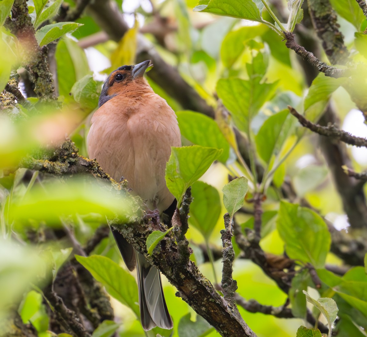 Common Chaffinch - ML638999895