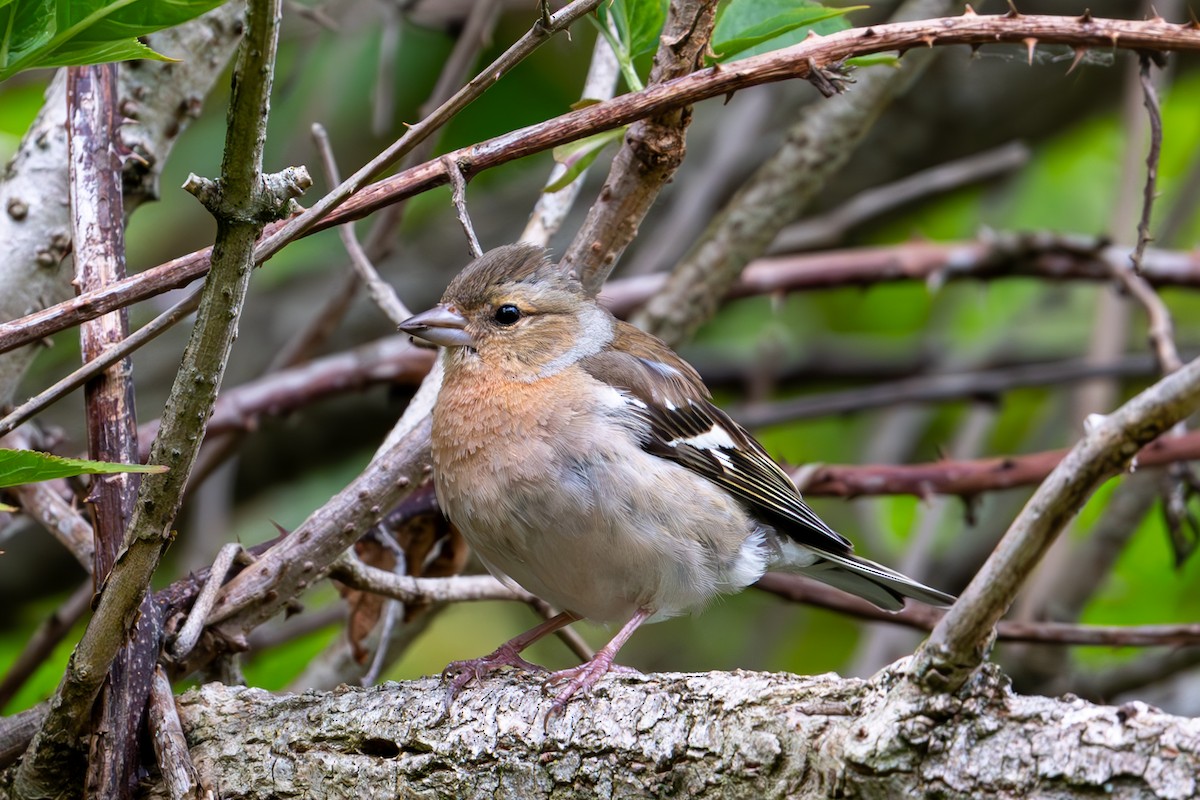 Common Chaffinch - ML638999897