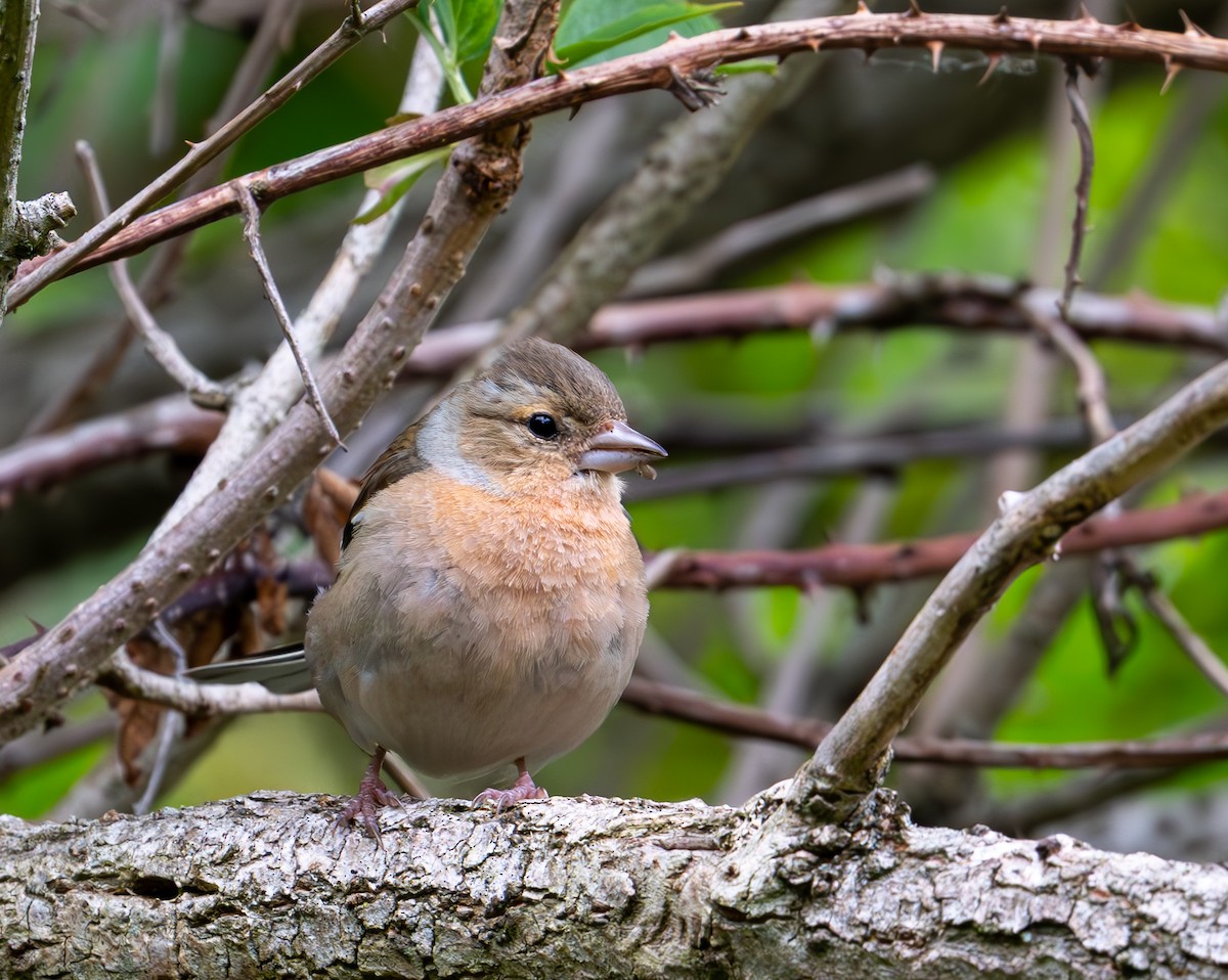 Common Chaffinch - ML638999898