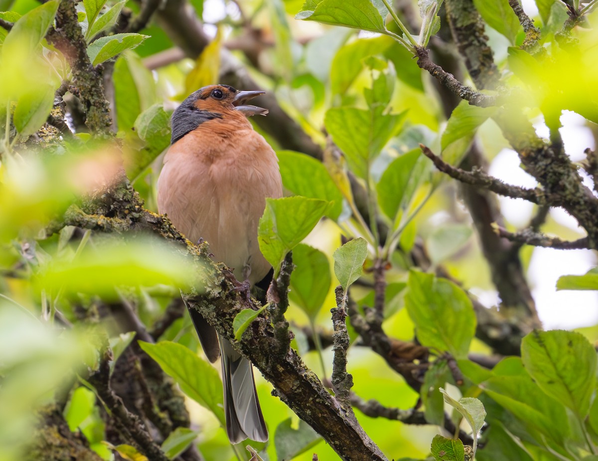 Common Chaffinch - ML638999899