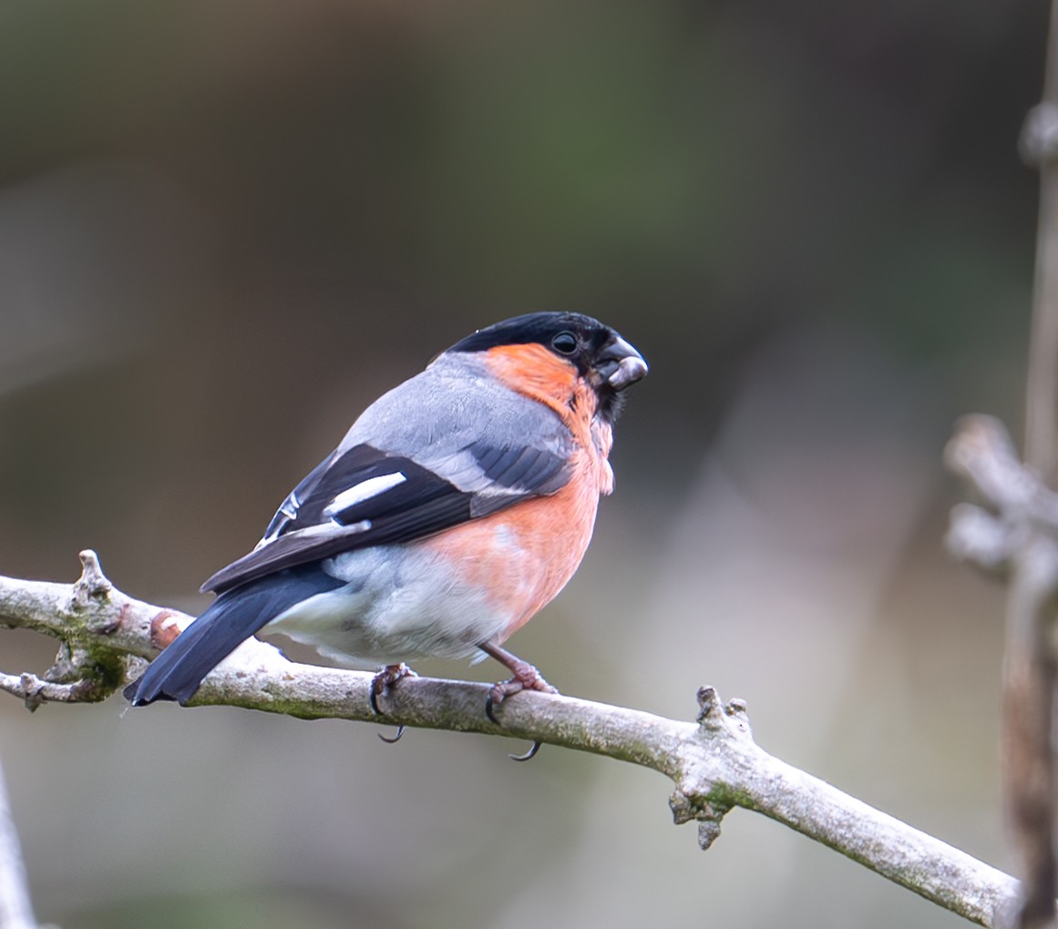 Eurasian Bullfinch (Eurasian) - ML638999909