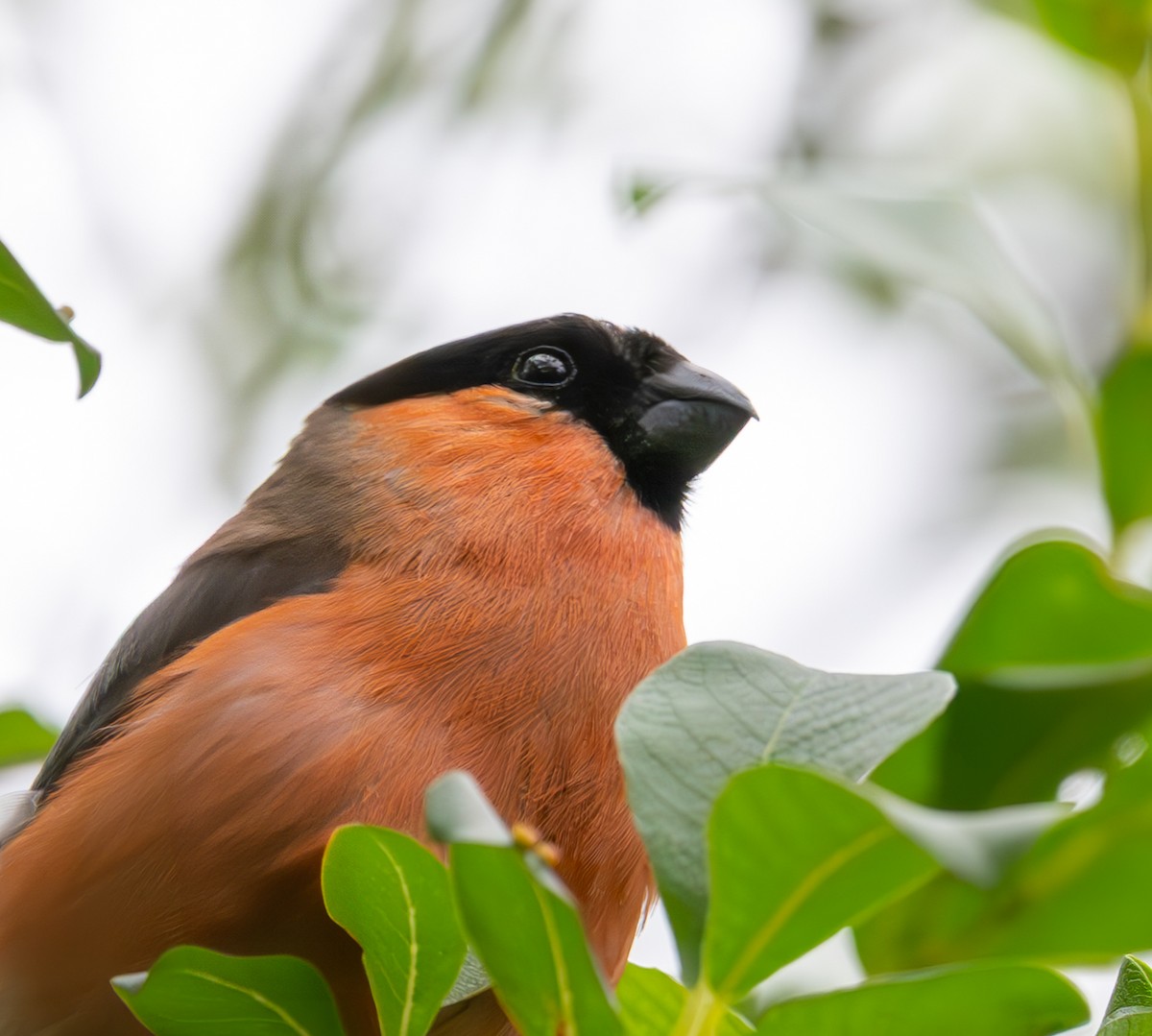 Eurasian Bullfinch (Eurasian) - ML638999911