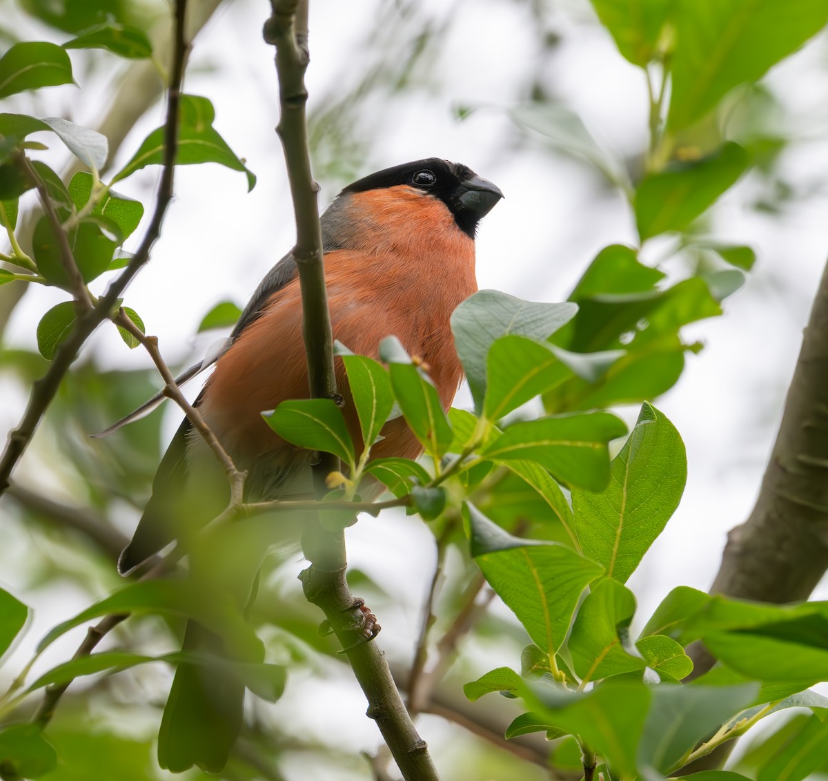 Eurasian Bullfinch (Eurasian) - ML638999912