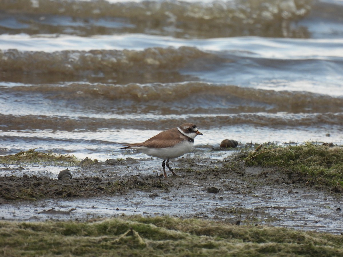 Semipalmated Plover - ML638999947
