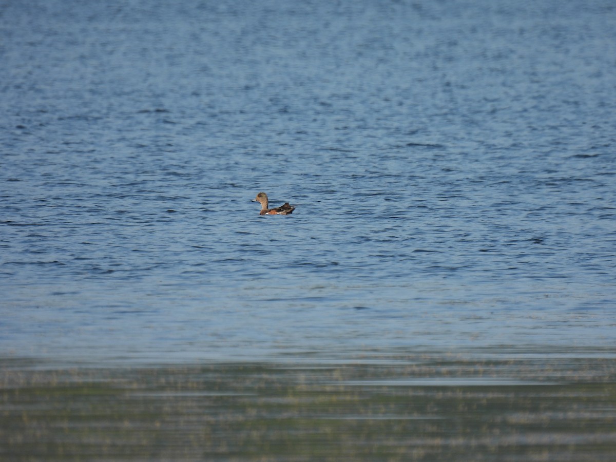 アメリカヒドリ - ML638999969