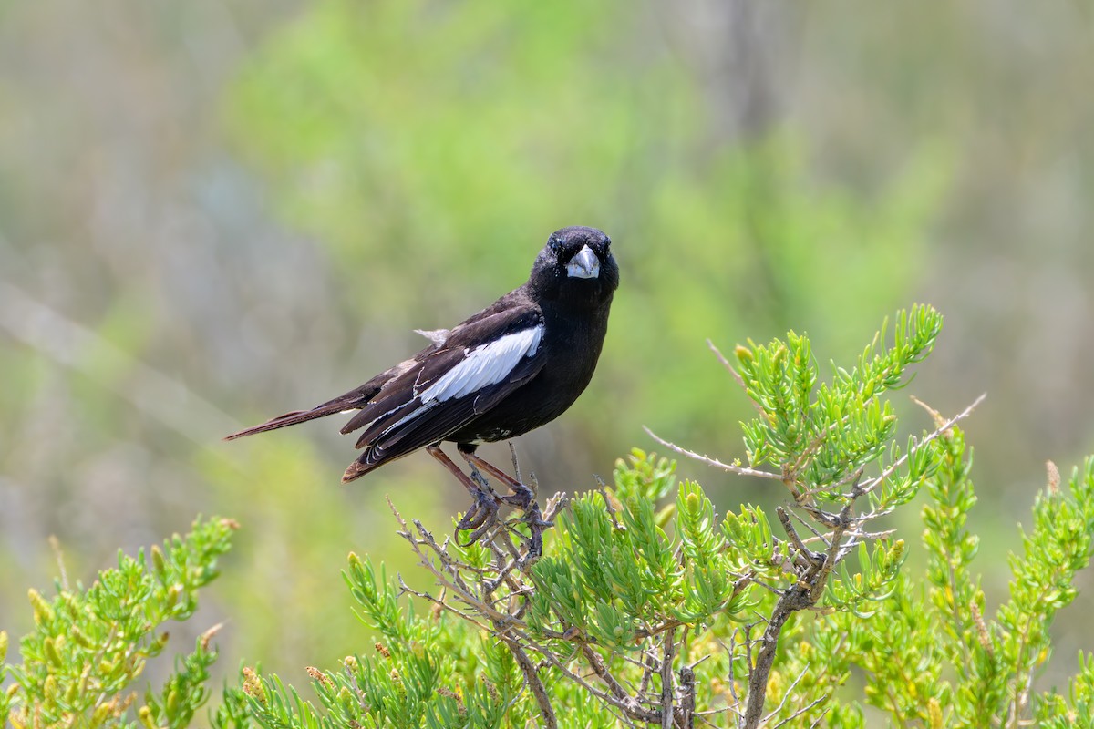 Lark Bunting - ML638999976