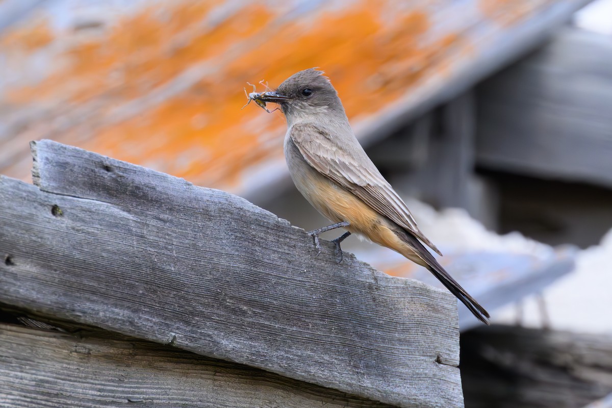 Say's Phoebe - ML638999984