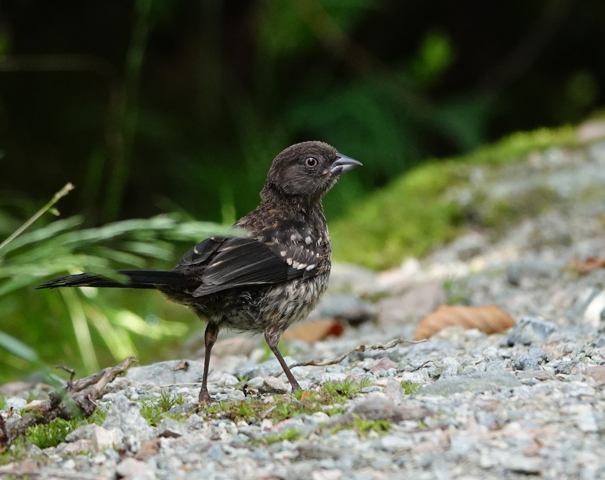 Spotted Towhee - ML638999985